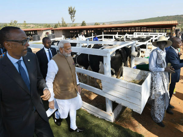 Modi donated 200 cows under 'Girinka'