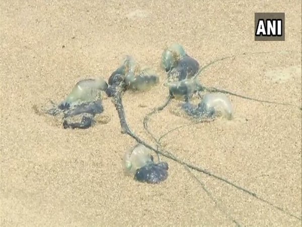 Blue bottle jellyfish on Mumbai beach