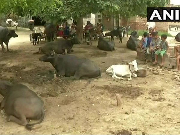 Suspected cattle thief beaten to death in Palwal. Courtesy: ANI news Suspected cattle thief beaten to death in Palwal. Courtesy: ANI news