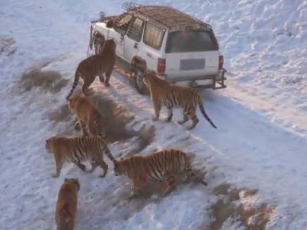 These tigers made to run for their meal but all don’t get it still These tigers made to run for their meal but all don’t get it still