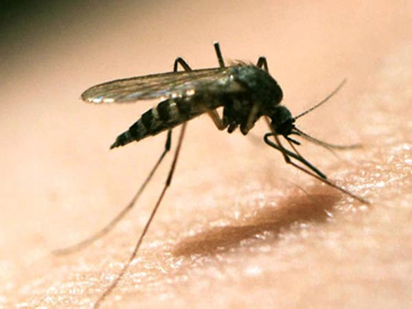 Can Zika be transmitted through sexual contact? Can Zika be transmitted through sexual contact?