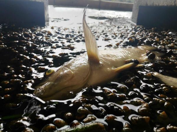 Thousands of fish, snails found dead: