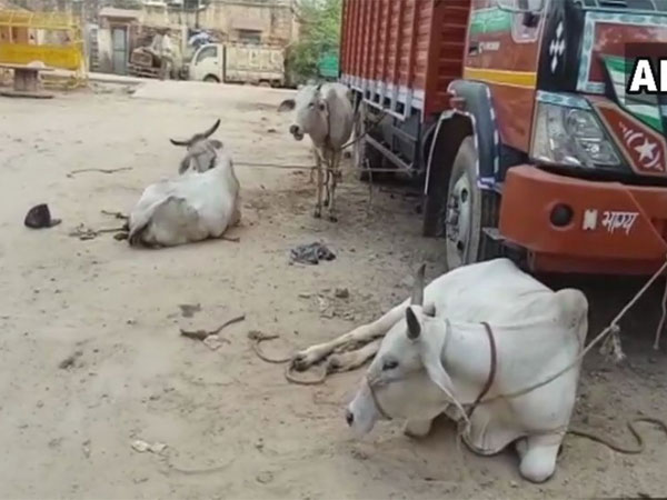 Cow vigilantism has emerged as a contentious issue in recent times