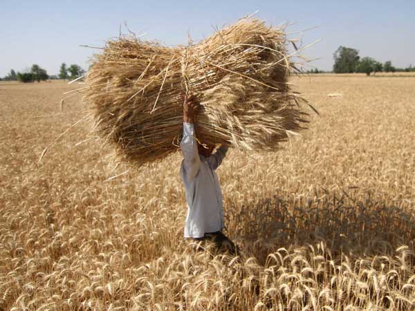 Ration not reached