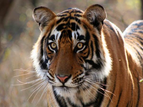 Tiger Tiger