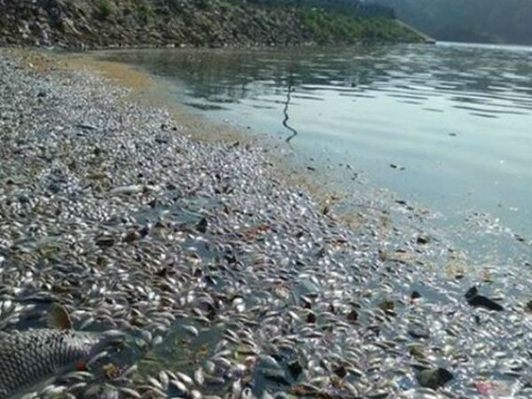 A watery grave for the fishes at Ulsoor lake: