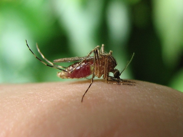 What is Zika virus? What is Zika virus?