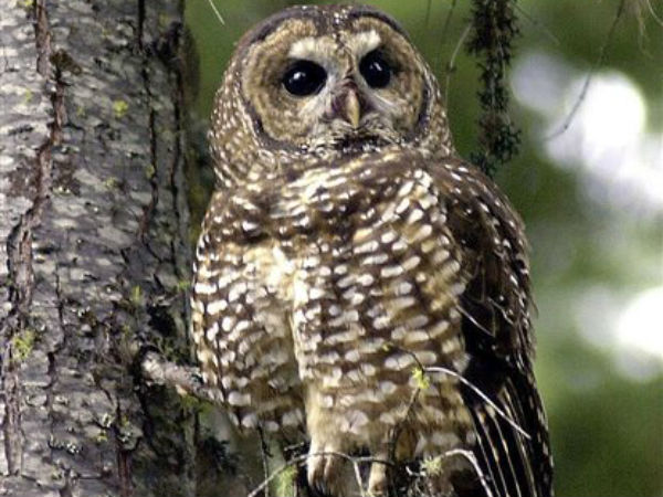 Why owls?