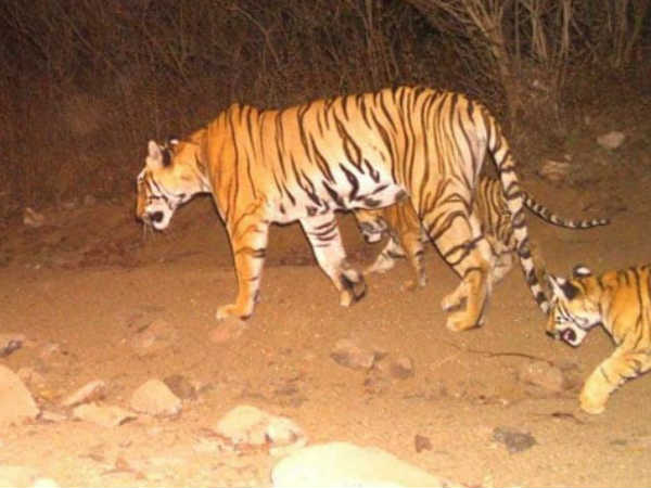 Outrage among animal lovers