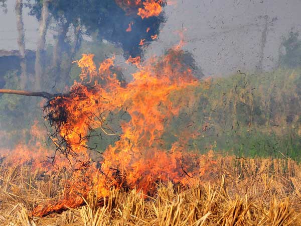 Stubble burning still continues