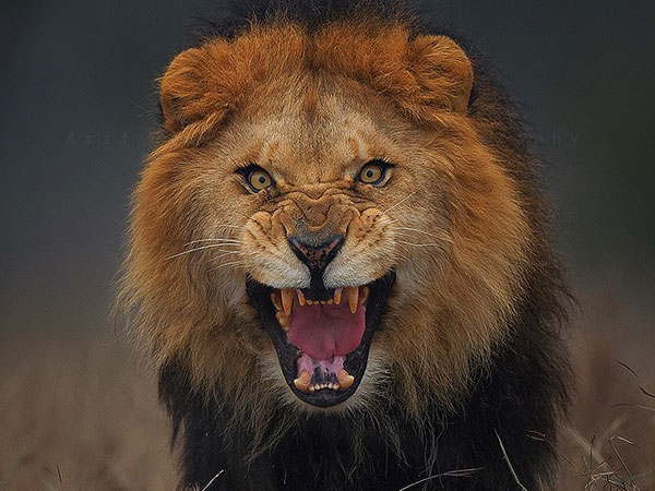 Not a matter of pride