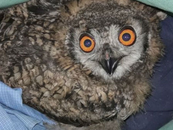 15 species of owl under illegal wildlife trade