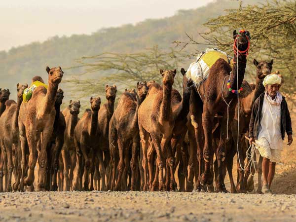 Tented bazaars