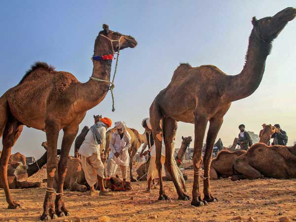 Cultural activities, competitions