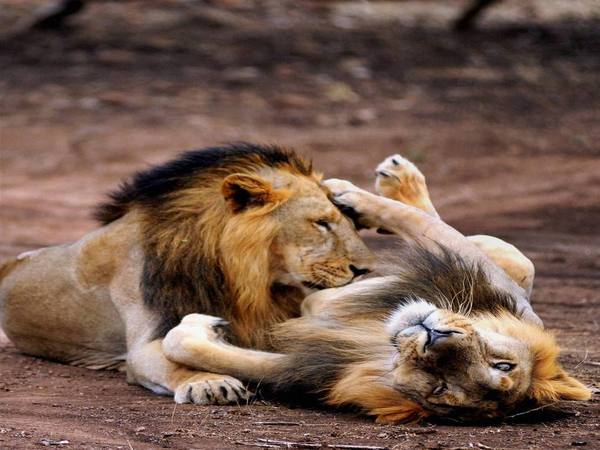 Gir lion Gir lion
