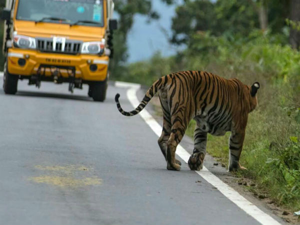 Bandipur flyover put on hold