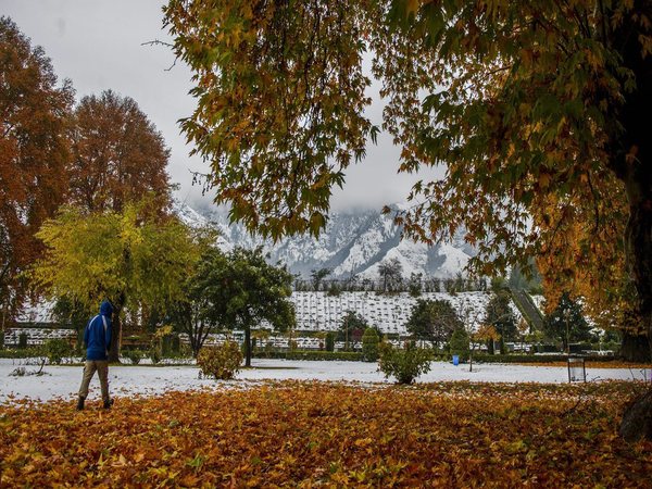 Fallen chinar leaves in the backdrop of snow clad mountains in Srinagar