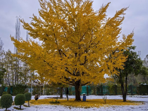 A garden in Srinagar