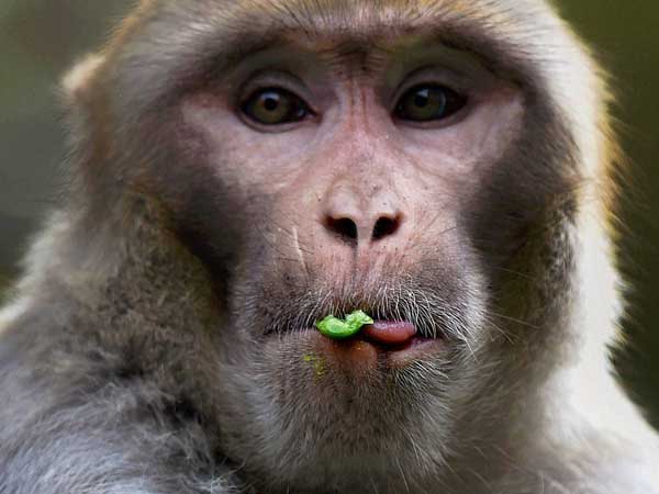 Man kills, eats protected monkey species in Meghalaya, arrested Man kills, eats protected monkey species in Meghalaya, arrested