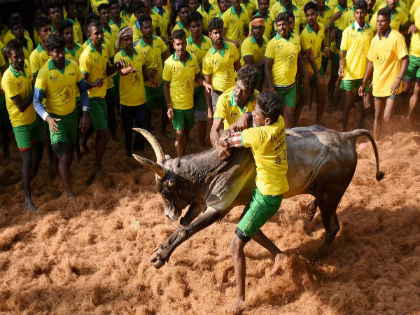 TN: With Pongal round the corner, bulls and bull tamers getting ready for Jallikattu TN: With Pongal round the corner, bulls and bull tamers getting ready for Jallikattu
