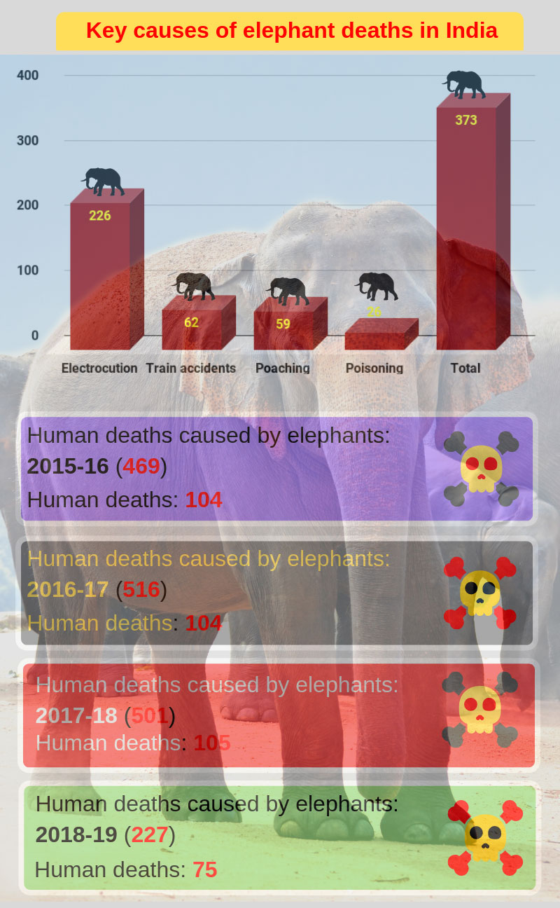 Human-Elephant conflict a mammoth concern Human-Elephant conflict a mammoth concern