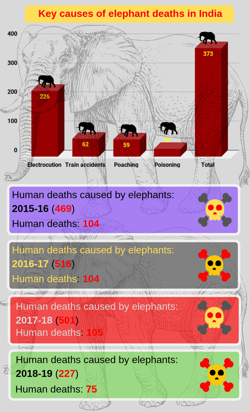 Human-Elephant conflict a mammoth concern Human-Elephant conflict a mammoth concern