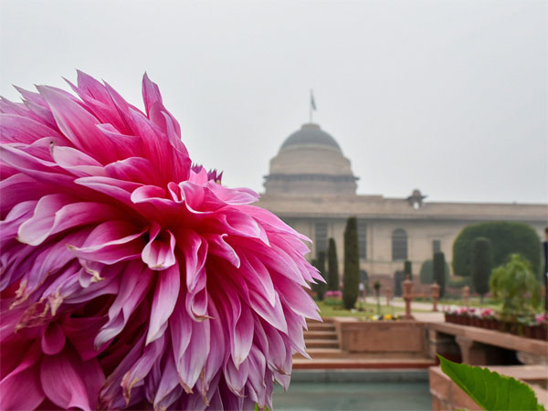 Dahalia flower