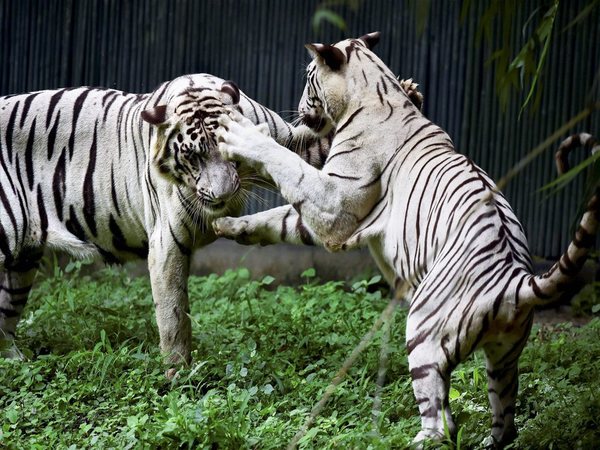 White Tigers in a playful mood. Photo credit: PTI White Tigers in a playful mood. Photo credit: PTI