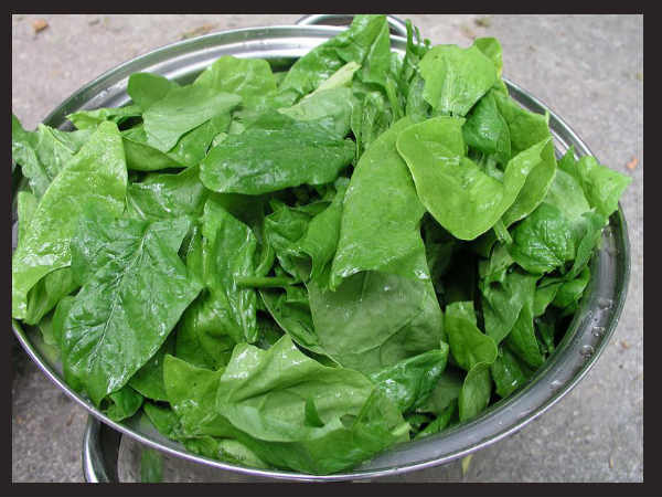 Spinach is nutritious Spinach is nutritious