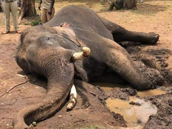 RIP Drona, you gentle, magnificent, intelligent elephant RIP Drona, you gentle, magnificent, intelligent elephant