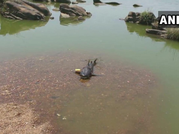 Karnataka: Fishes found dead on banks of Tunga River Karnataka: Fishes found dead on banks of Tunga River