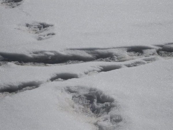 Indian Army sights footprints of Yeti near Makalu Base camp, tweets photo Indian Army sights footprints of Yeti near Makalu Base camp, tweets photo