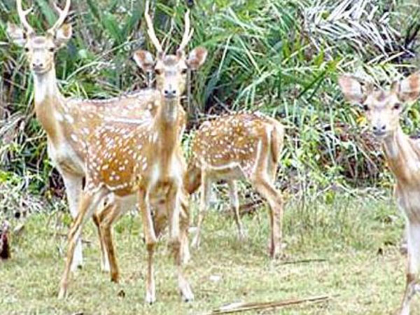 Cyclone Fani: Concern raised over 4,000 deer at Balukhand sanctuary Cyclone Fani: Concern raised over 4,000 deer at Balukhand sanctuary