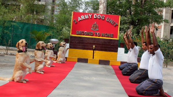 Dont miss this video of adorable Army dogs performing Yoga Dont miss this video of adorable Army dogs performing Yoga