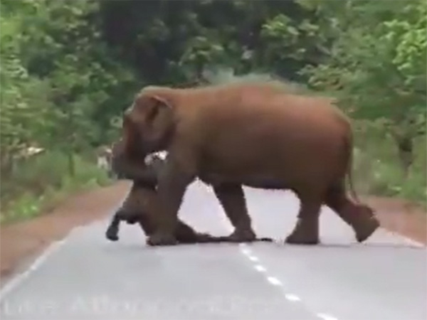 Watch: Elephant herd hold ‘funeral procession’ for dead calf Watch: Elephant herd hold ‘funeral procession’ for dead calf
