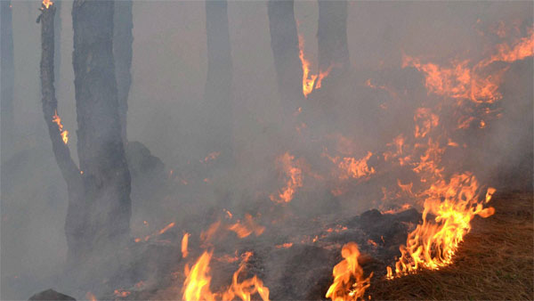 PIL in SC seeks protection of forests, wildlife from fires PIL in SC seeks protection of forests, wildlife from fires