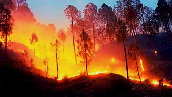 Underground fire in Mohammadi range forests in UP triggers panic Underground fire in Mohammadi range forests in UP triggers panic