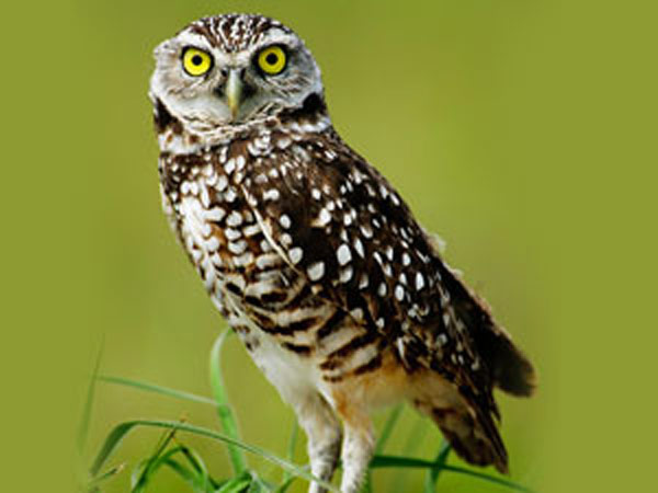 How night owls can retrain their body clocks to improve mental well-being How night owls can retrain their body clocks to improve mental well-being
