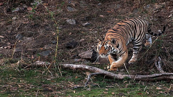 Tiger in the jim corbett national park. Image courtesy: Wikimedia Commons. Tiger in the jim corbett national park. Image courtesy: Wikimedia Commons.
