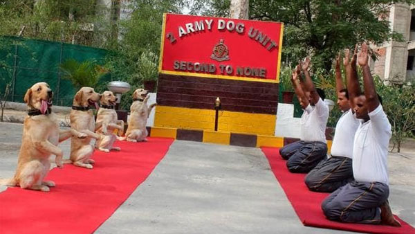 Man's best friend, dogs perform Yoga too