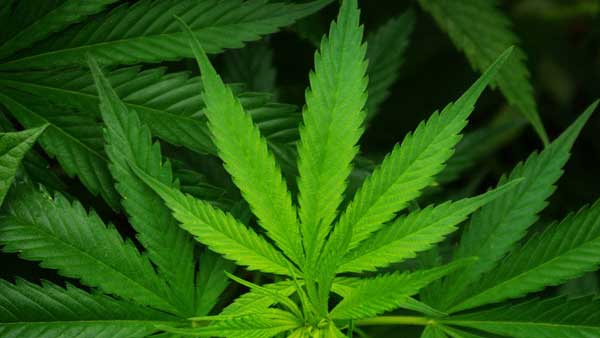 A man held for allegedly selling cannabis to school students in Kolkata A man held for allegedly selling cannabis to school students in Kolkata