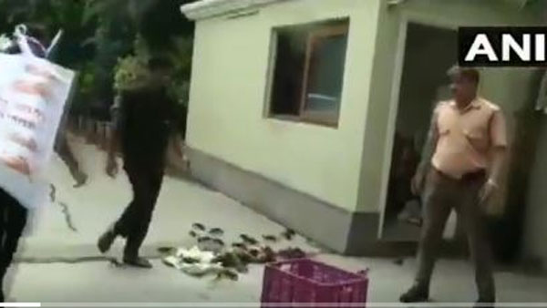 Ratnagiri dam breach : NCP workers throw crabs outside Maha minister’s house Ratnagiri dam breach : NCP workers throw crabs outside Maha minister’s house