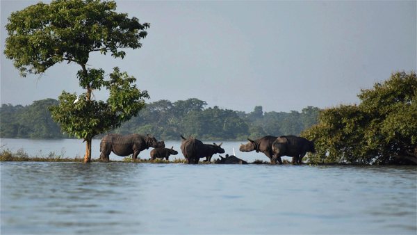 Kaziranga National Park
