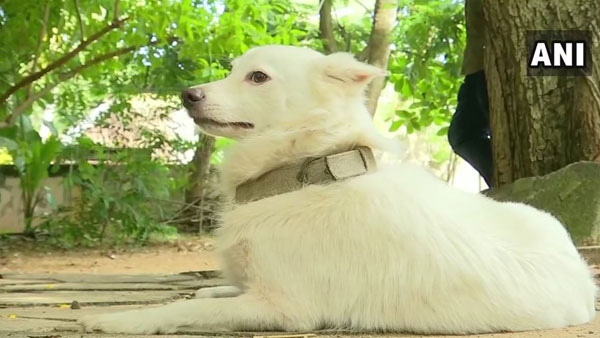 Pet dog abandoned for illicit relationship Pet dog abandoned for illicit relationship