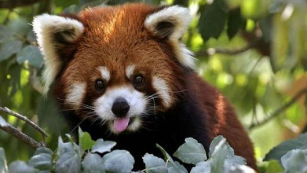 Darjeeling zoo to release 4 red pandas this October Darjeeling zoo to release 4 red pandas this October