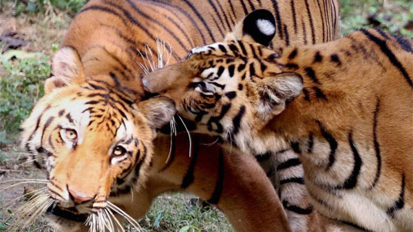 Explained: What is St. Petersburg Tiger Summit that aims to double tiger population Explained: What is St. Petersburg Tiger Summit that aims to double tiger population