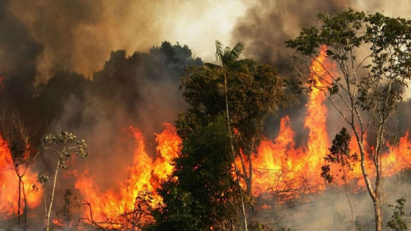 Social media outrage over Amazon forest fire Social media outrage over Amazon forest fire