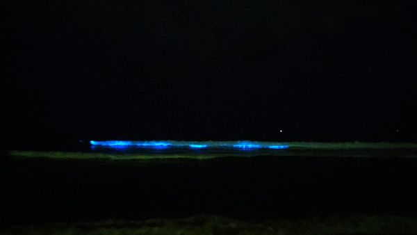 Images of a blue glow on the beach that left Chennai stunned:Bioluminescence explained Images of a blue glow on the beach that left Chennai stunned:Bioluminescence explained