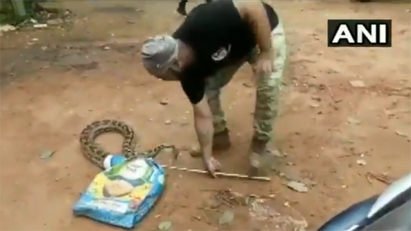 11 feet long & 45 Kg python rescued from Bhubaneswar 11 feet long & 45 Kg python rescued from Bhubaneswar