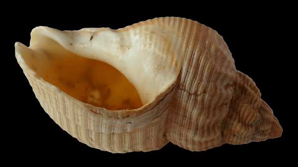 Conch